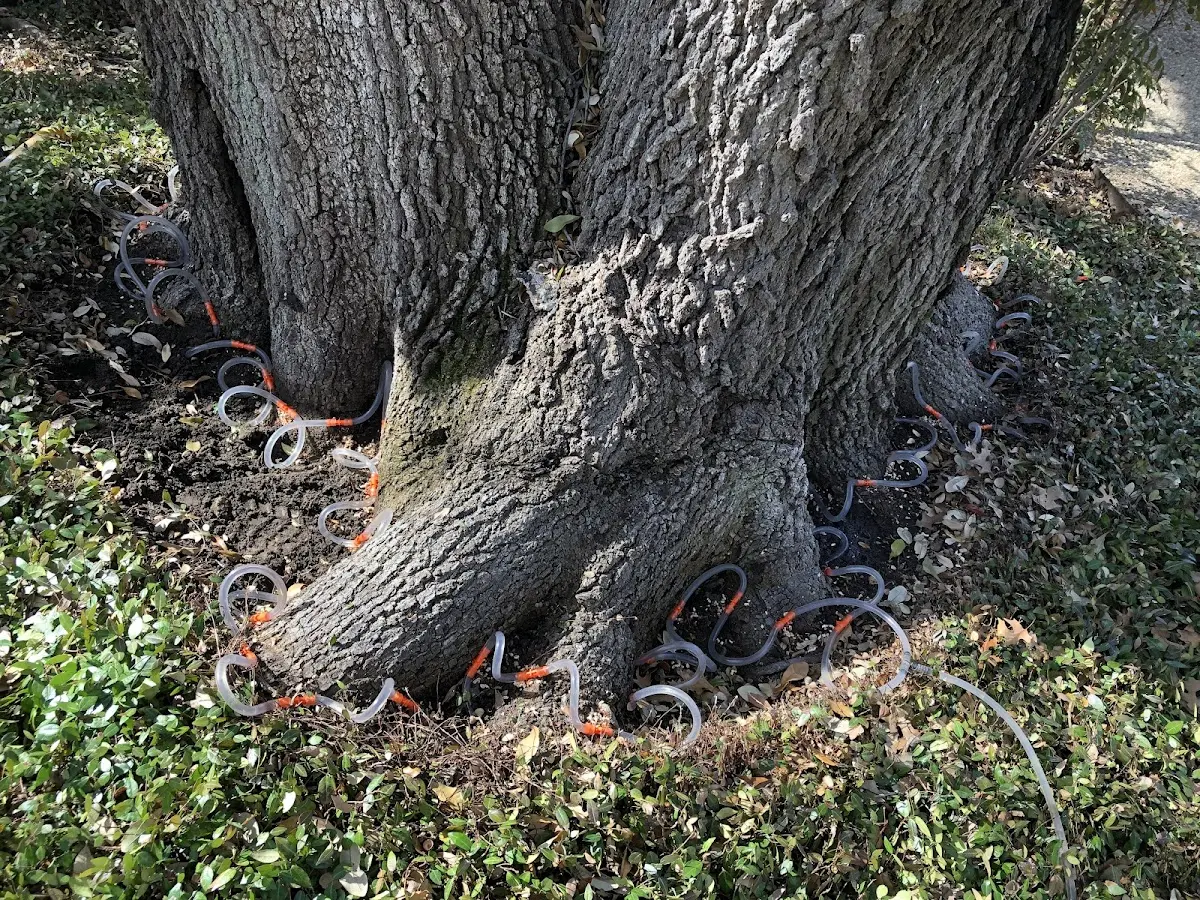 Detailed Tree Cabling and Bracing job site in Nelsonia